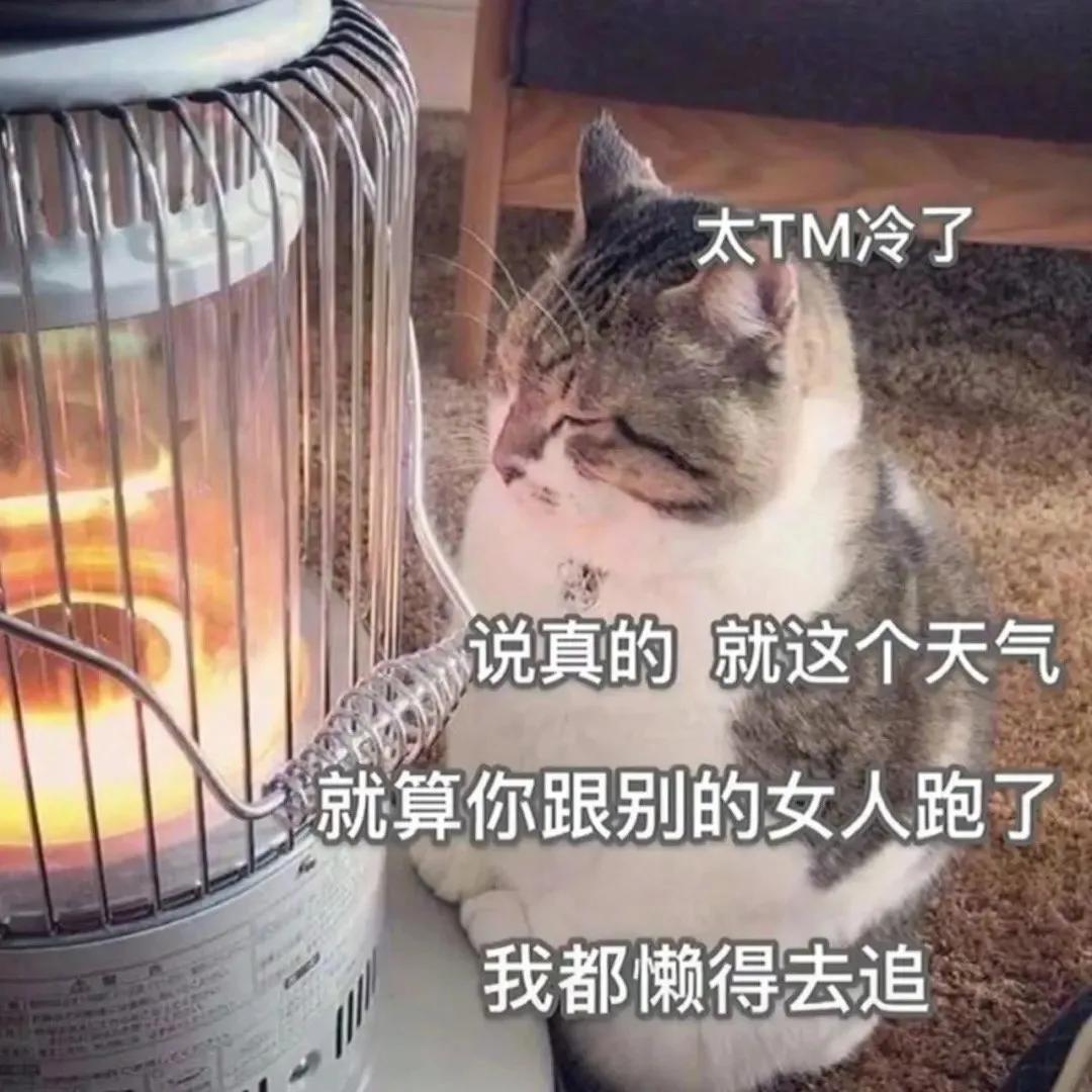 搞笑表情包：小猫咪都觉得脑子不够用了