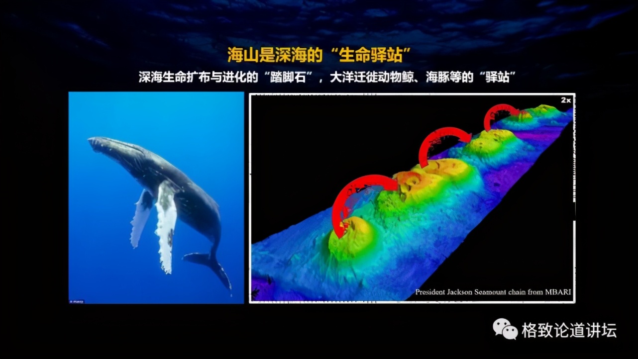 为解决繁衍问题，这个稀有的深海生物开发出了雌雄同体