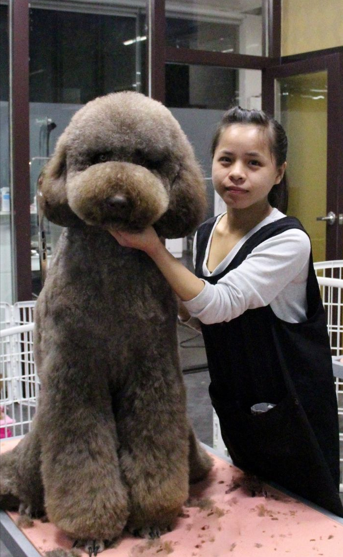 巨型贵宾犬,为什么少人养?是因为养不起吗?