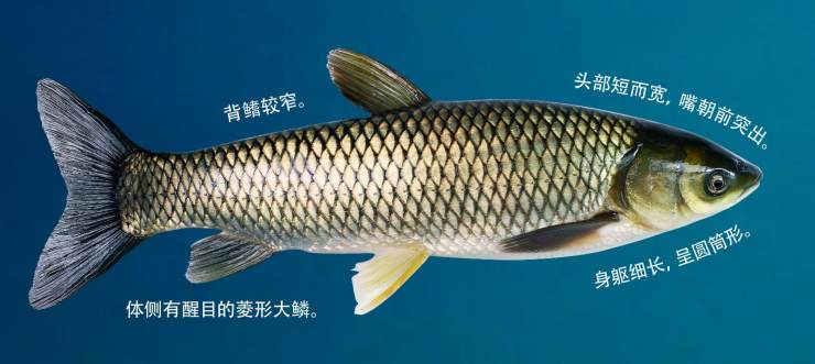 淡水鱼的种类图片（常见常养的七种大宗淡水鱼类）
