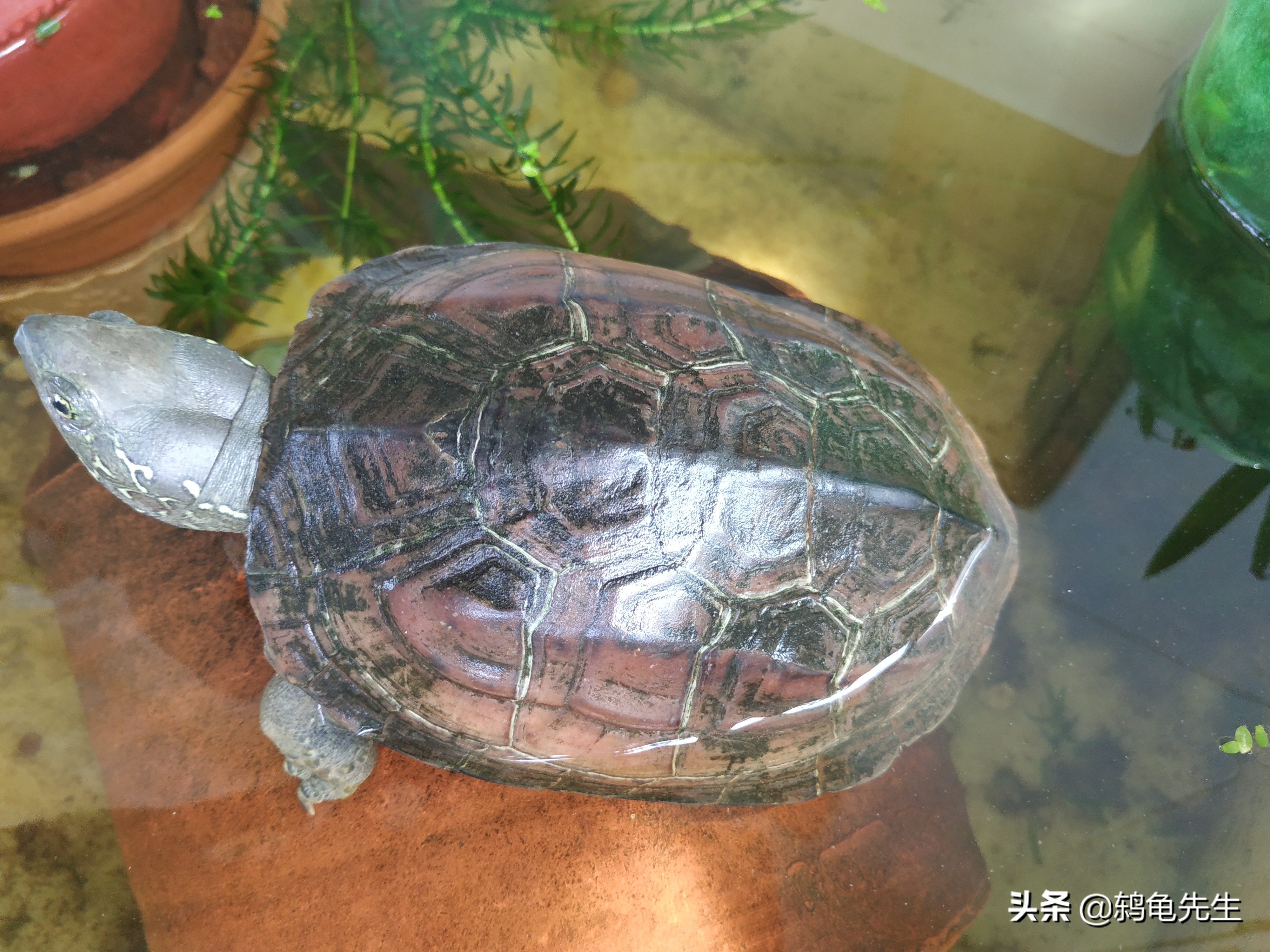 乌龟什么时候冬眠，主要取决于外界温度？