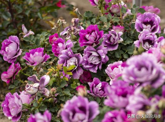 2020世界新品月季大赏，一起来看看都有哪些值得期待的新品种