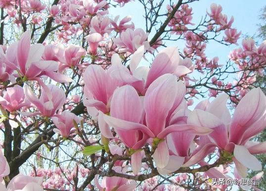 玉兰花诗词精选一十七首 微风吹送玉兰香，兴味由来静处长