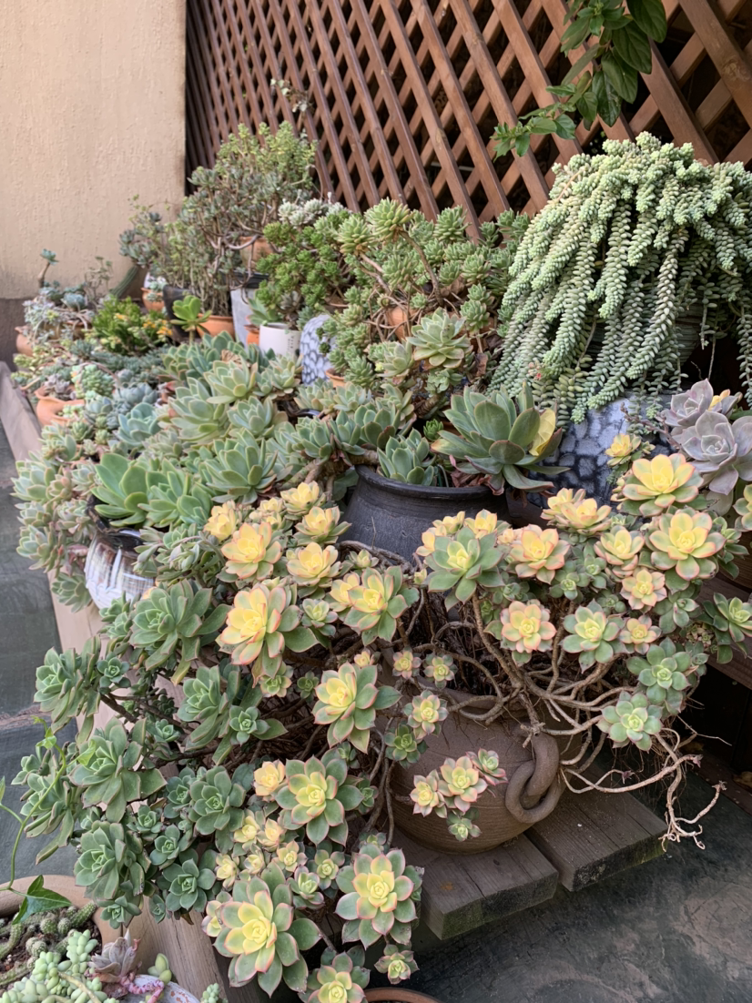 天气越来越热，植物开始进入休眠状态，抓住要点养护是关键