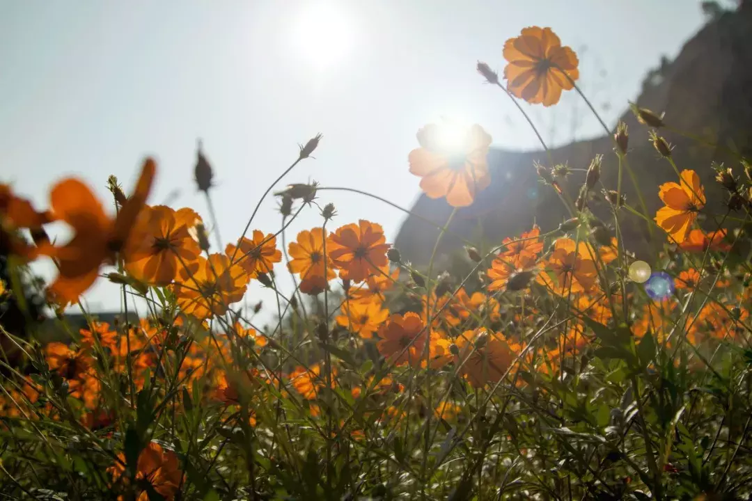 语文老师熬夜整理：近义词顺口溜汇总太全了！（建议打印收藏）