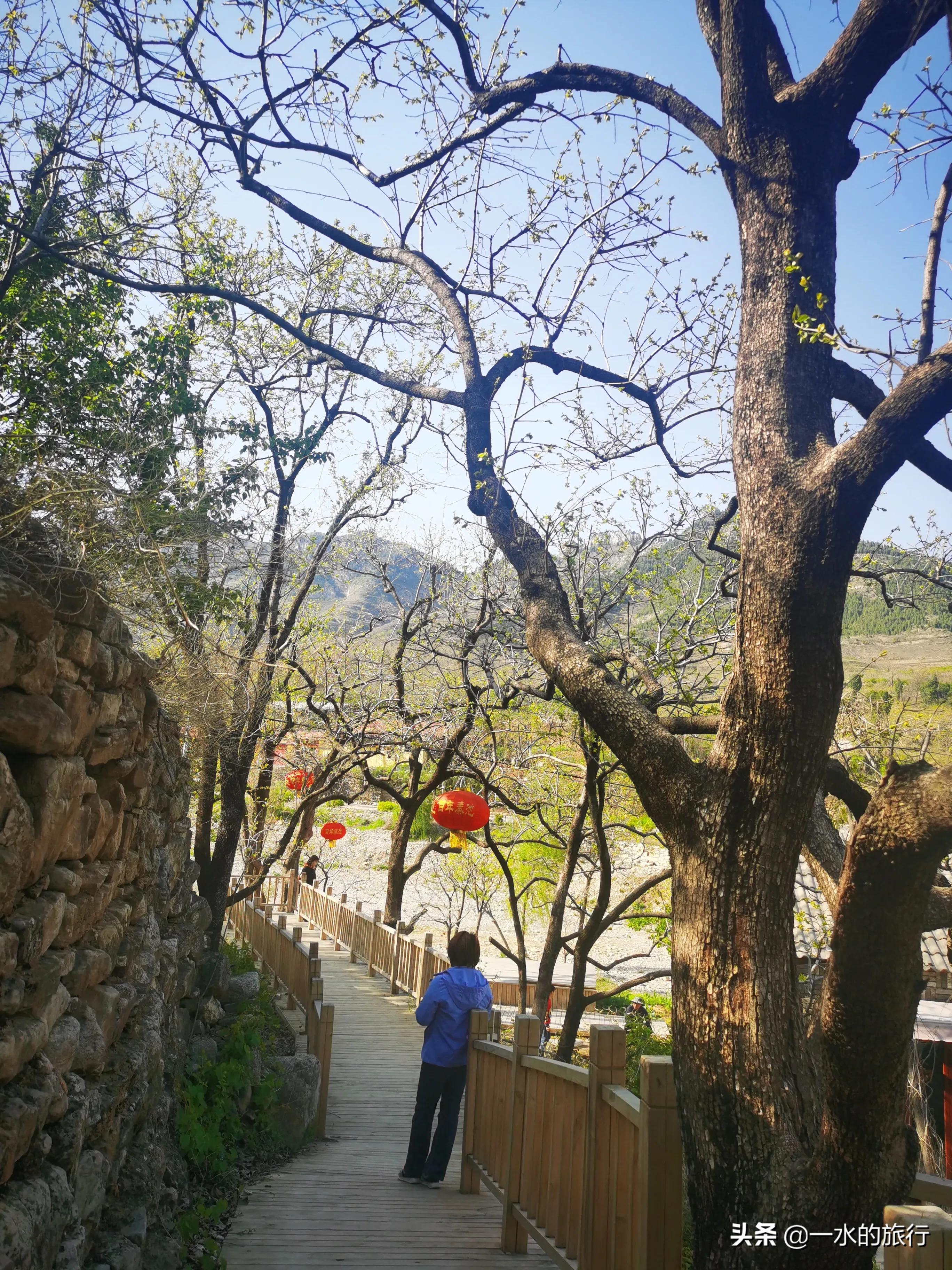 柿子红了,掩映在古村落中造型独特,别具一格的民宿