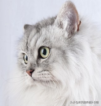 猫咪流眼泪可能是以下6种原因，铲屎官们知道几种？