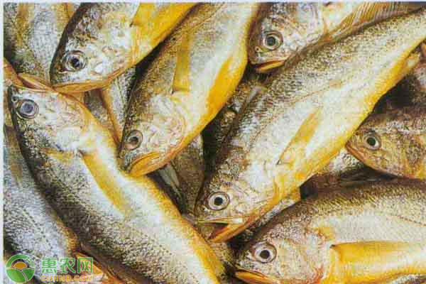 2020黄花鱼价格多少钱一斤？养殖黄花鱼能赚钱么？