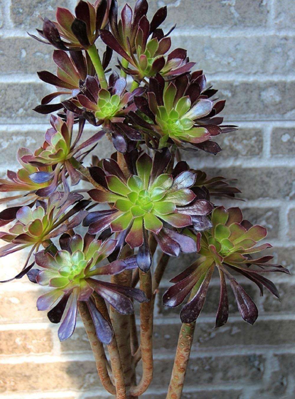 法师烂根怎么办?做好3点后,一盆变多盆,盆盆都漂亮