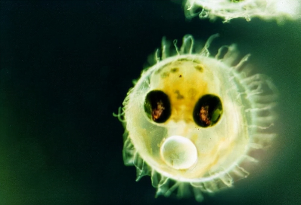 人类能在宇宙中繁衍吗？科学家曾进行太空受孕实验，结果怎么样