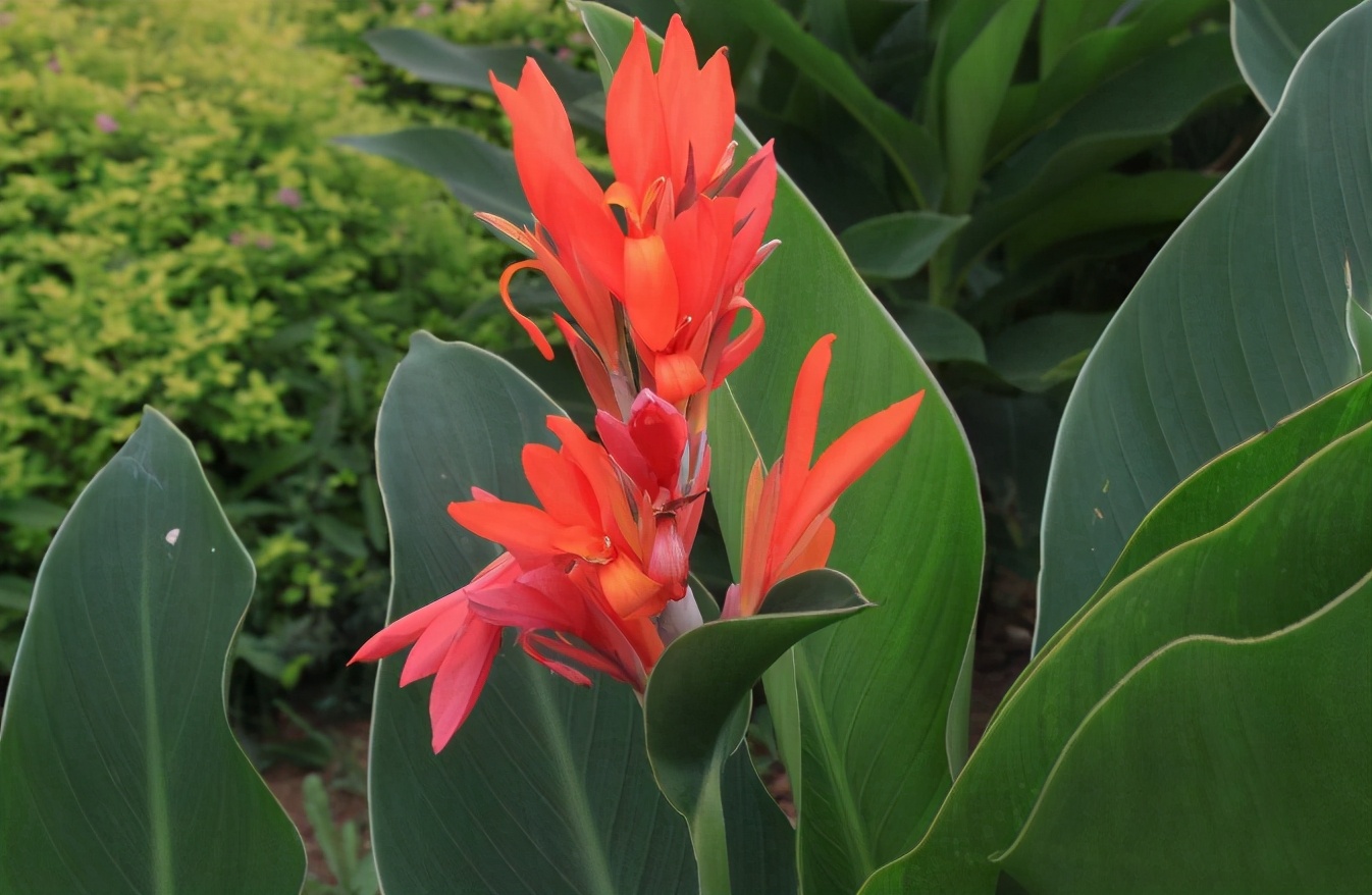 俗称"蕉芋",儿时摘花当果汁喝,根块能做味精,如今成观赏植物