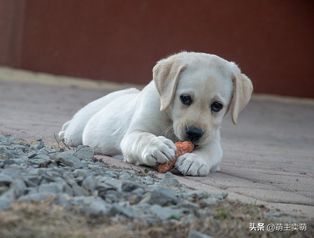 狗狗胡萝卜的正确吃法（了解狗狗吃胡萝卜注意事项）