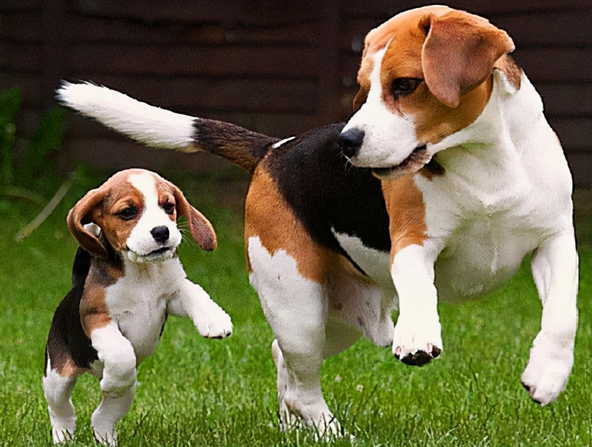 实验比格犬多少钱一只(这几种狗) - 价格百科