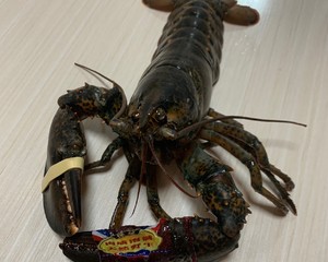 广东姜葱炒龙虾的做法（手把手教你如何烹饪炒姜葱龙虾）