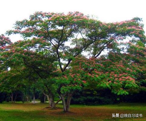 《合欢树》：史铁生用人生书写的佳作，谁的成功不是为了母亲？