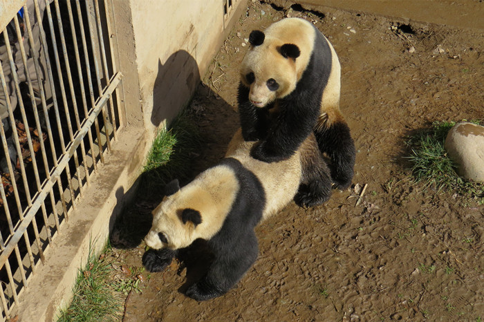 大熊猫的繁殖特点（大熊猫的繁殖有什么特点）-悠嘻资讯网