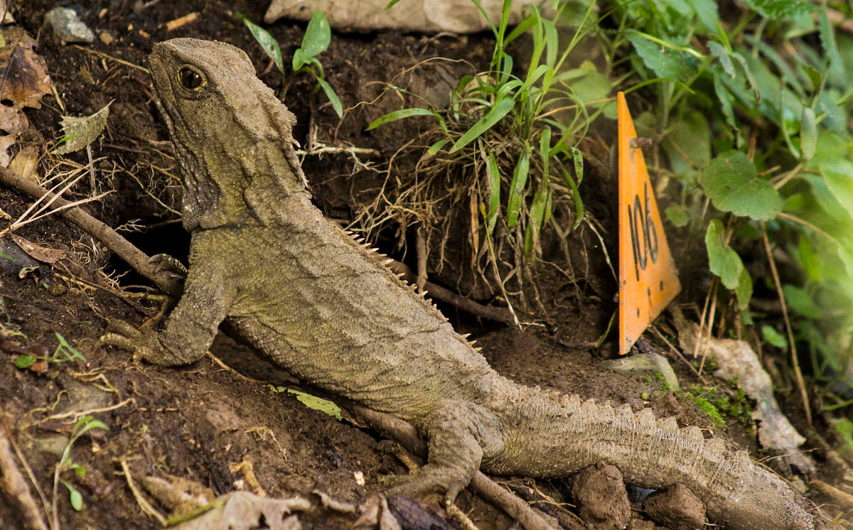 喙头(物种百科:喙头蜥)