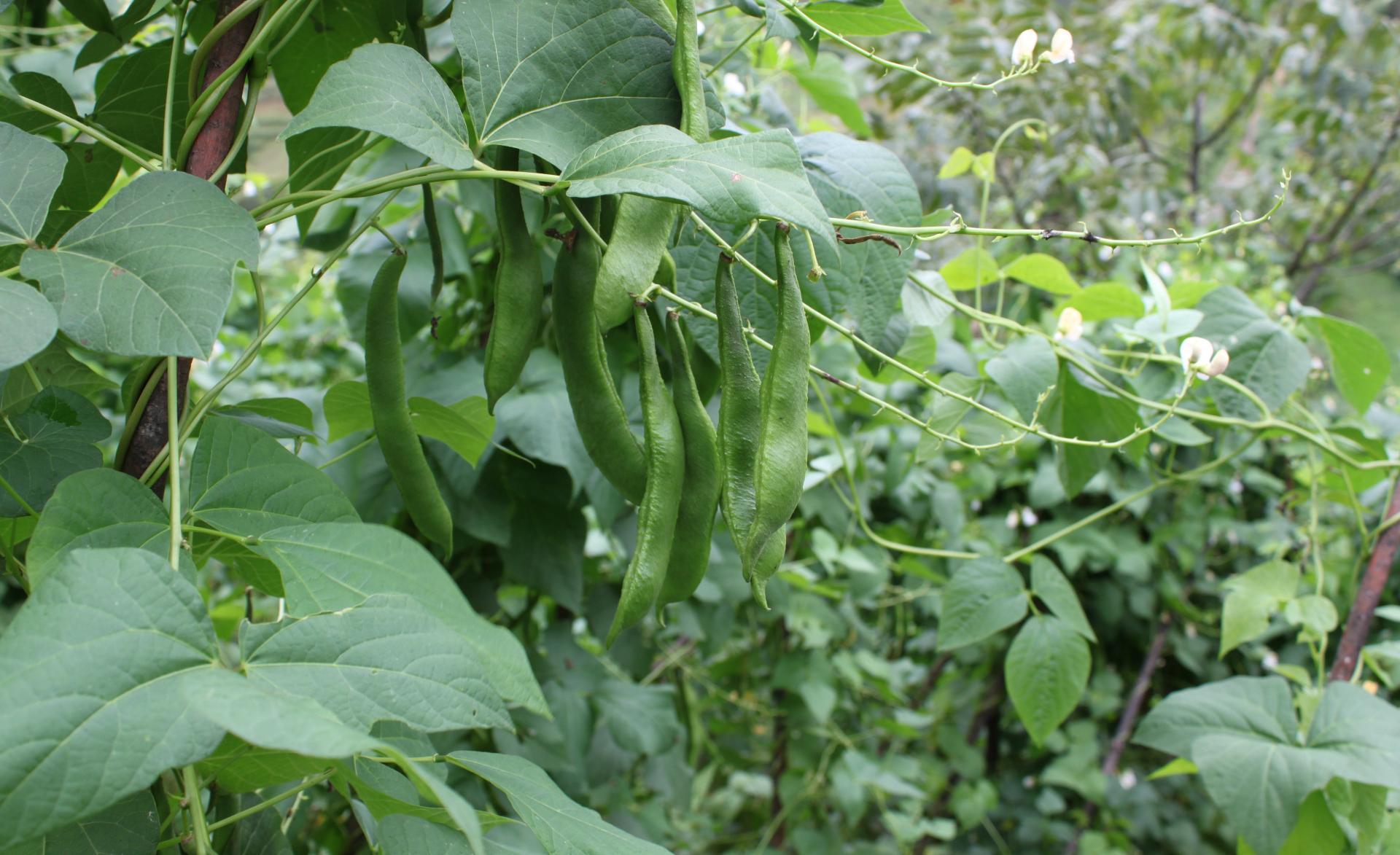 大白芸豆怎么种（云南高海拔冷凉地区大白芸豆栽培技术）