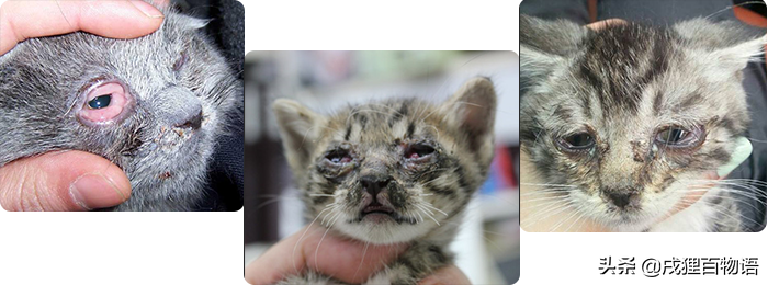 猫咪这些常见传染病，个个会致命