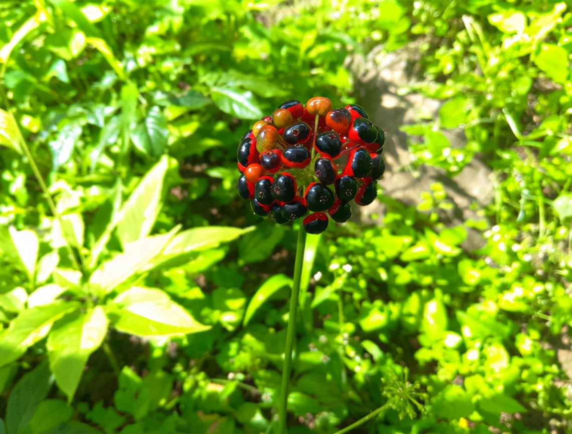 竹节参多少钱一斤图片