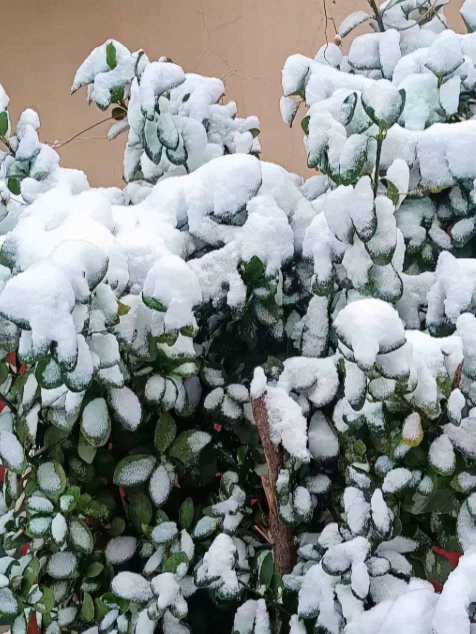 咏雪（01）岑参《白雪歌送武判官归京》：是一首咏雪送人之佳作