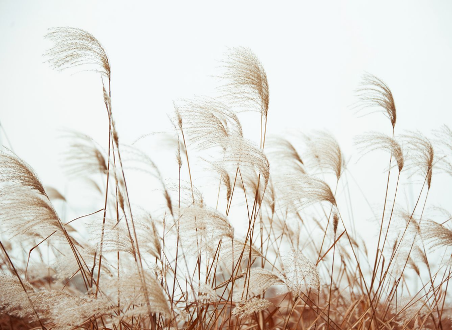 「诗词鉴赏」蒹葭苍苍 白露为霜,古诗词中的蒹葭