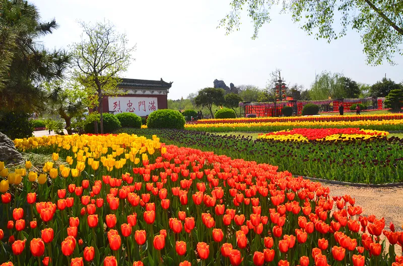 诗词中亭亭玉立的郁金香