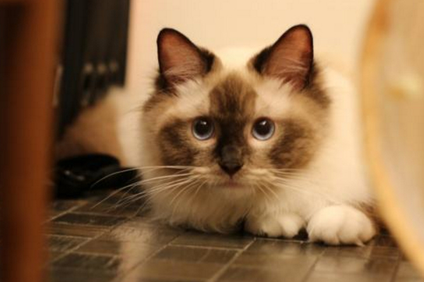 猫咪打嗝是正常的，如果一天之内没停止，可能是身体出了问题！