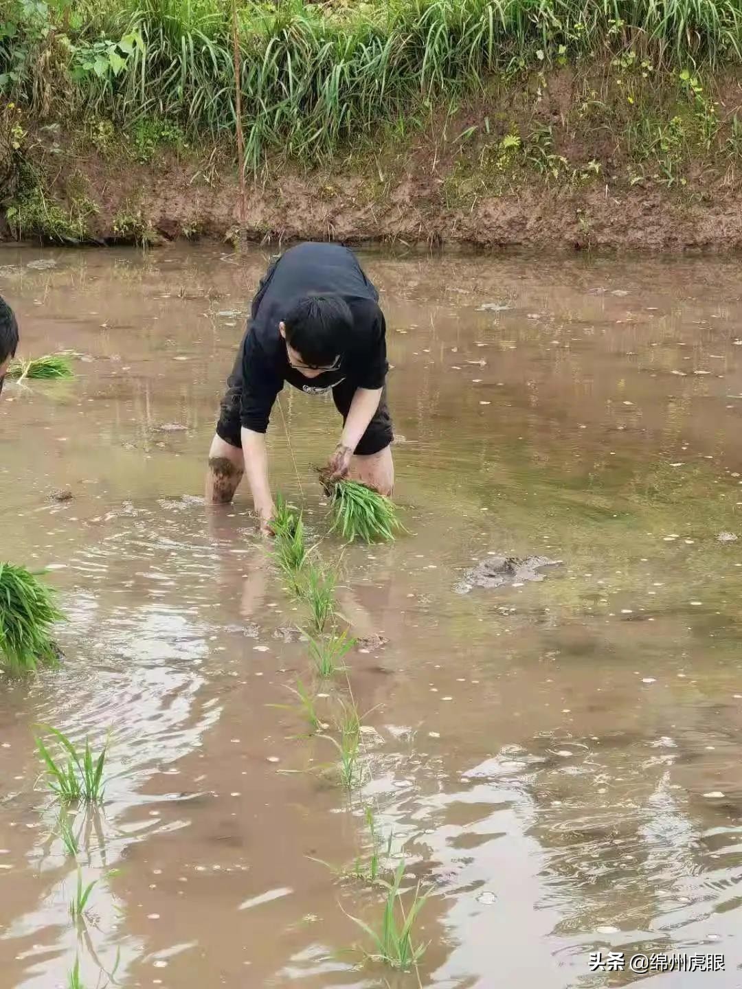 好心疼！绵阳十二三岁的娃娃，竟被学校赶下田去插秧子
