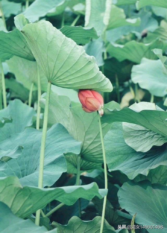 《明日歌》原文译文及赏析，看诗人怎样抒写时间与生命