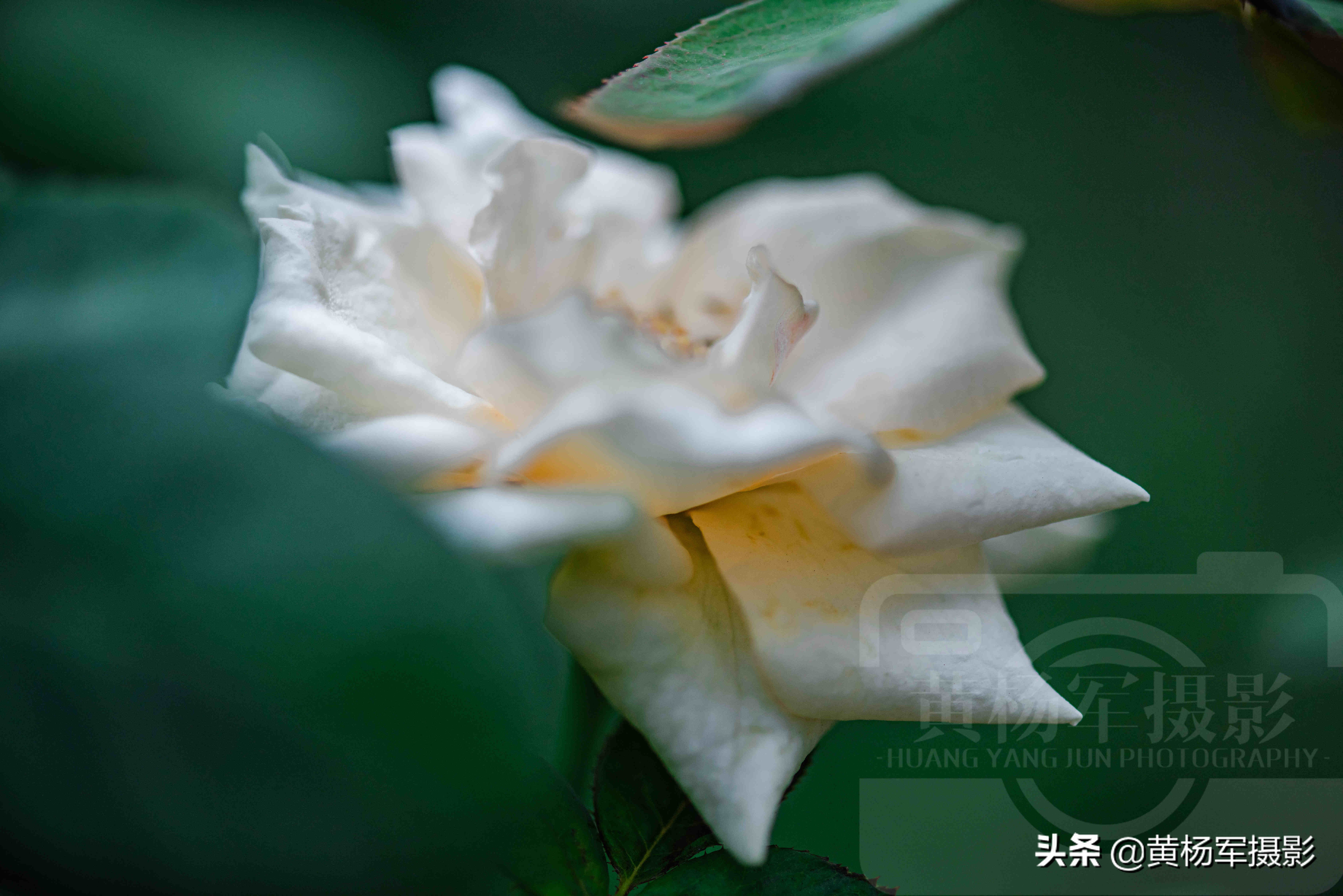 玫瑰花绚烂怒放的美丽,芳香花开的蔷薇科百态多姿,特漂亮的植物