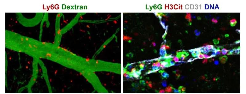 复旦大学医学神经生物学国家重点实验室2020年科研成果汇编