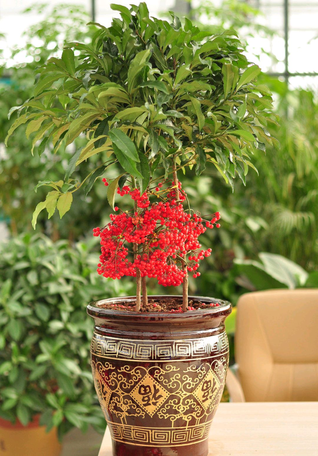 公认的"八种旺财花",适合养在家里,不仅寓意好,还很养人 第20张