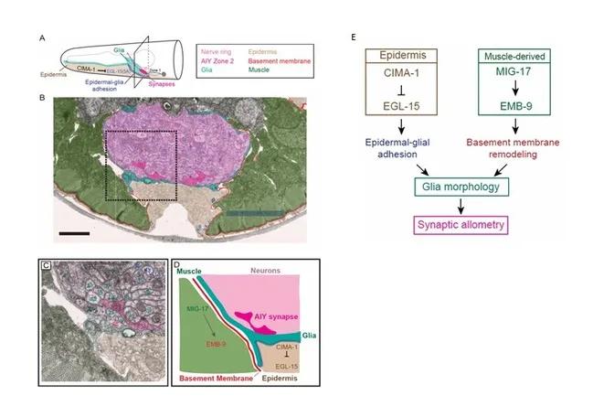 复旦大学医学神经生物学国家重点实验室2020年科研成果汇编