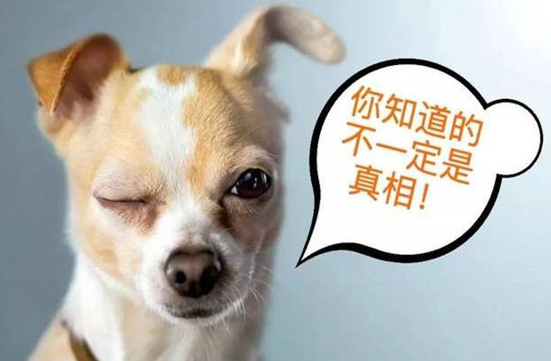 狗可以吃盐么（狗不可以吃盐这些小知识你得知道）