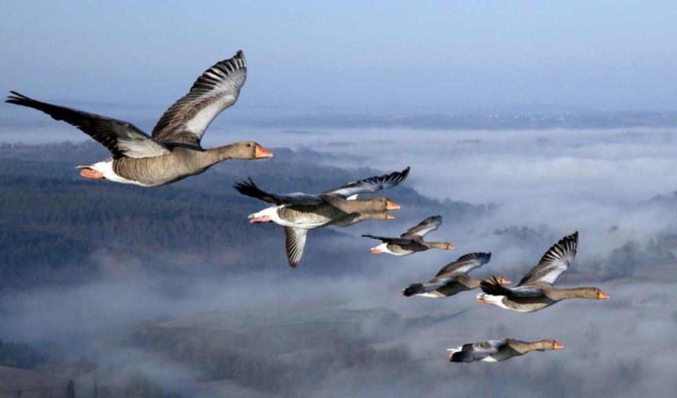 大雁南飞的句子雁声远过潇湘去