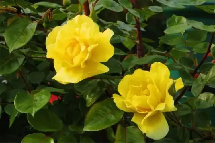 黄玫瑰代表什么意思（黄玫瑰的花语和象征意义）