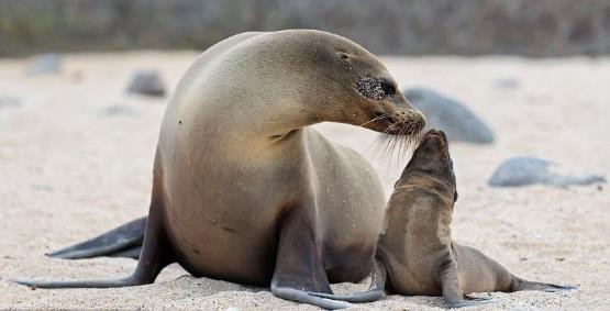 哺乳动物有哪些 高级哺乳动物有哪些-起航号
