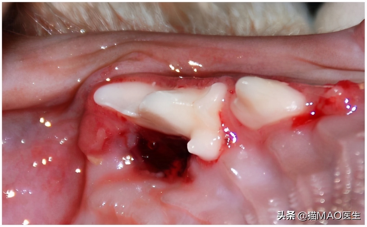 口腔中超和是什么时候(缅因猫多发一些牙齿疾病？这些临床病例带你更加了解猫咪牙科)