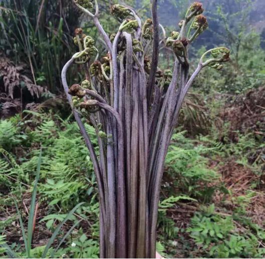 蕨菜图片怎么吃(蕨菜图片)