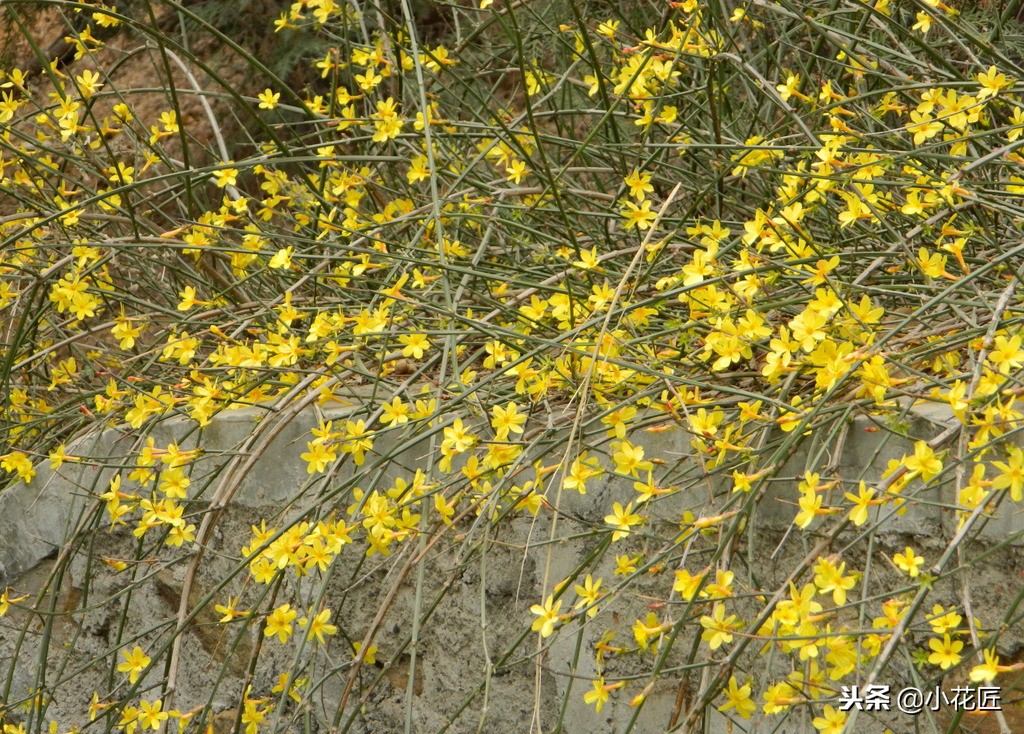 迎春花什么时候开（记住这点让你的迎春花在春节准时盛开）