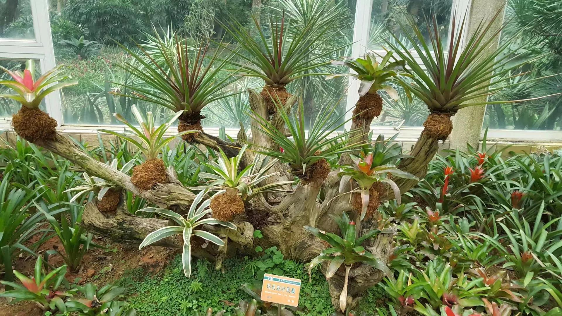 广州华南植物园 广州华南植物园烧烤场-徐拾记官网