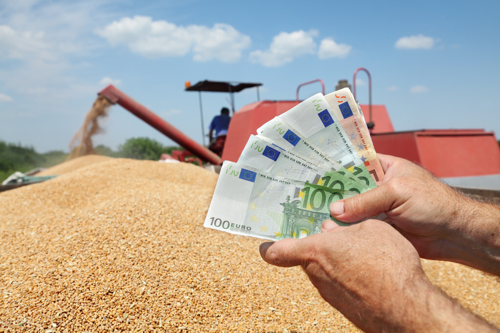 粮价预警：玉米加速下跌，还要跌200？小麦涨到头？稻谷行情咋样