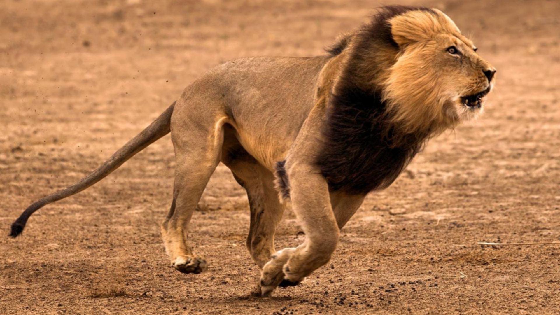 5,狮子——80.5km/h