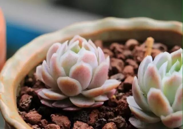 多肉的寓意大全（99种多肉花语详细介绍）