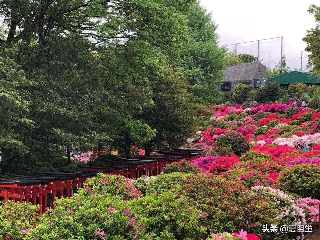 东京：根津神社，杜鹃花丛中的漫步