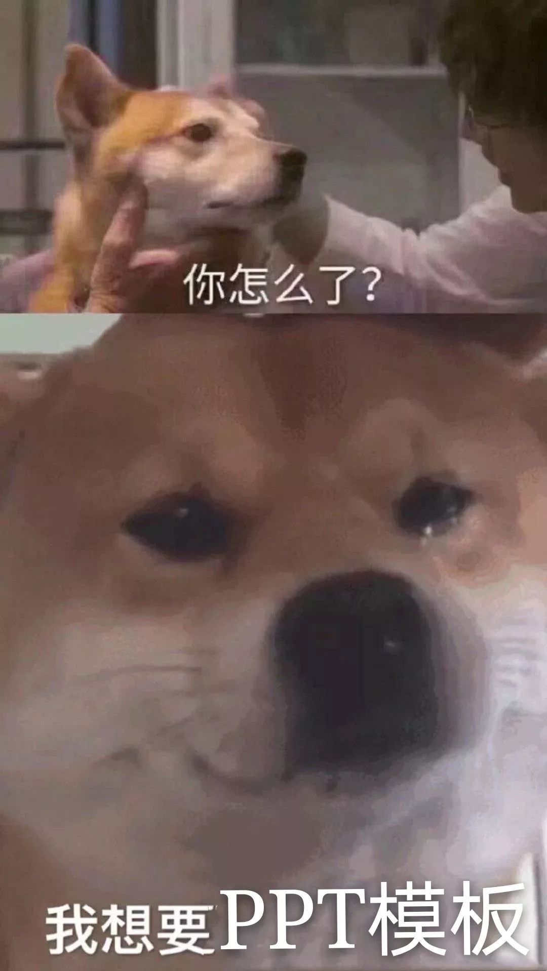 OMG！10套西大专属精美PPT模板来咯！用它