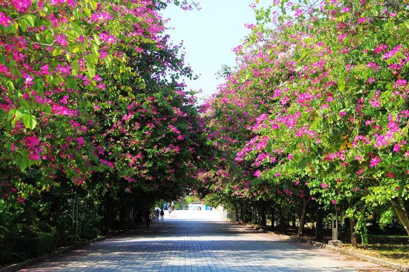 2020年广东3+证书最低录取155分，清远职业技术学院介绍