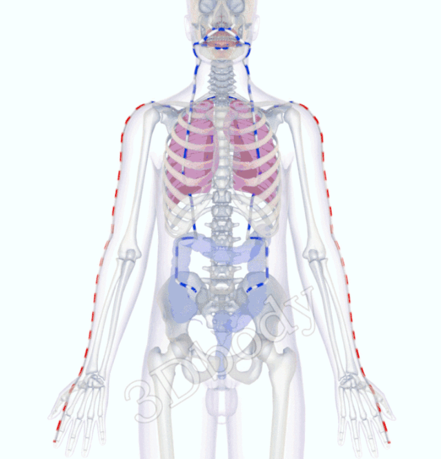 最新经络图，精美3D动态循行图，详细易懂