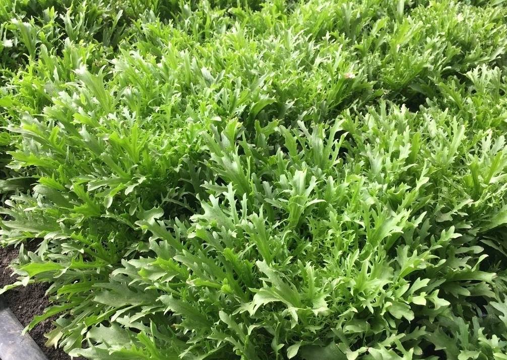苦菊的种植时间及种植方法（菊苣的种植方法和时间）-大连信息网